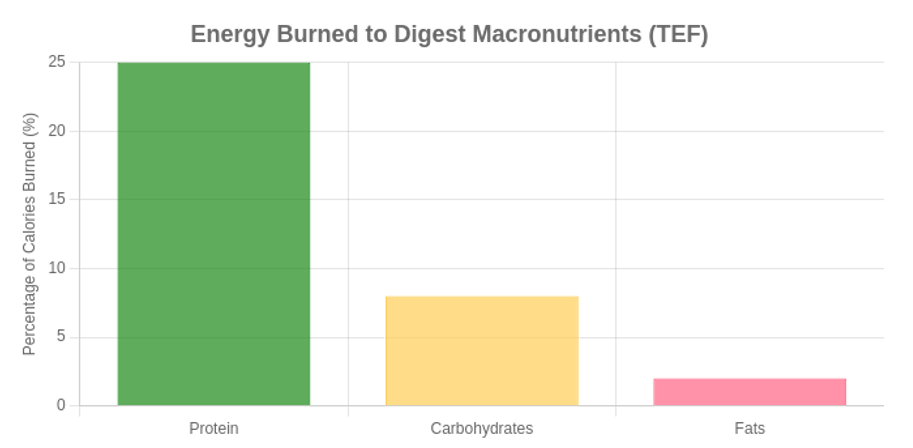 energy-burned-to-digest-macronutrients-tef-graphic