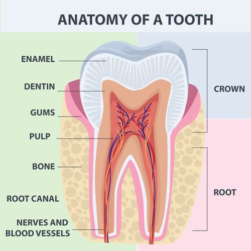 Anatomy of a tooth