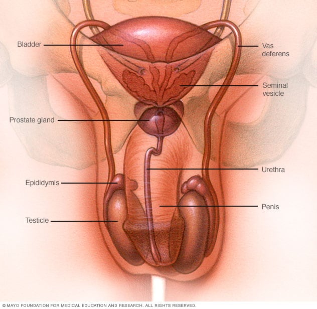Anatomical illustration of the male reproductive system.