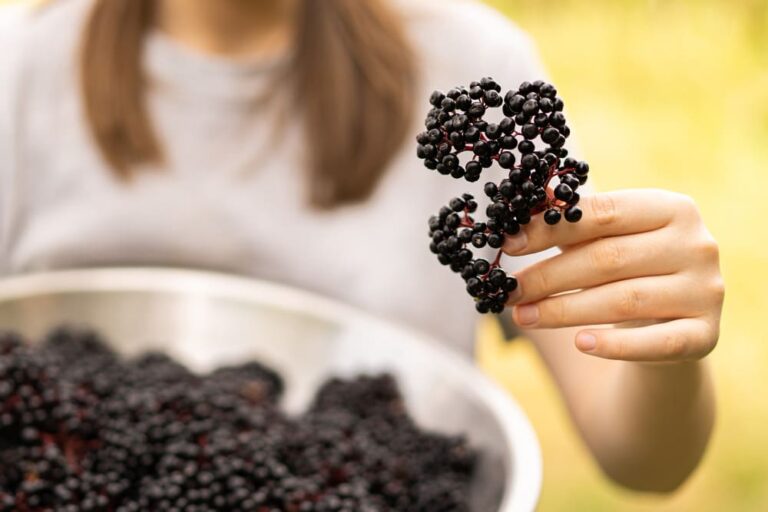 What is Elderberry? A Guide to the Flu-Fighting Supplement
